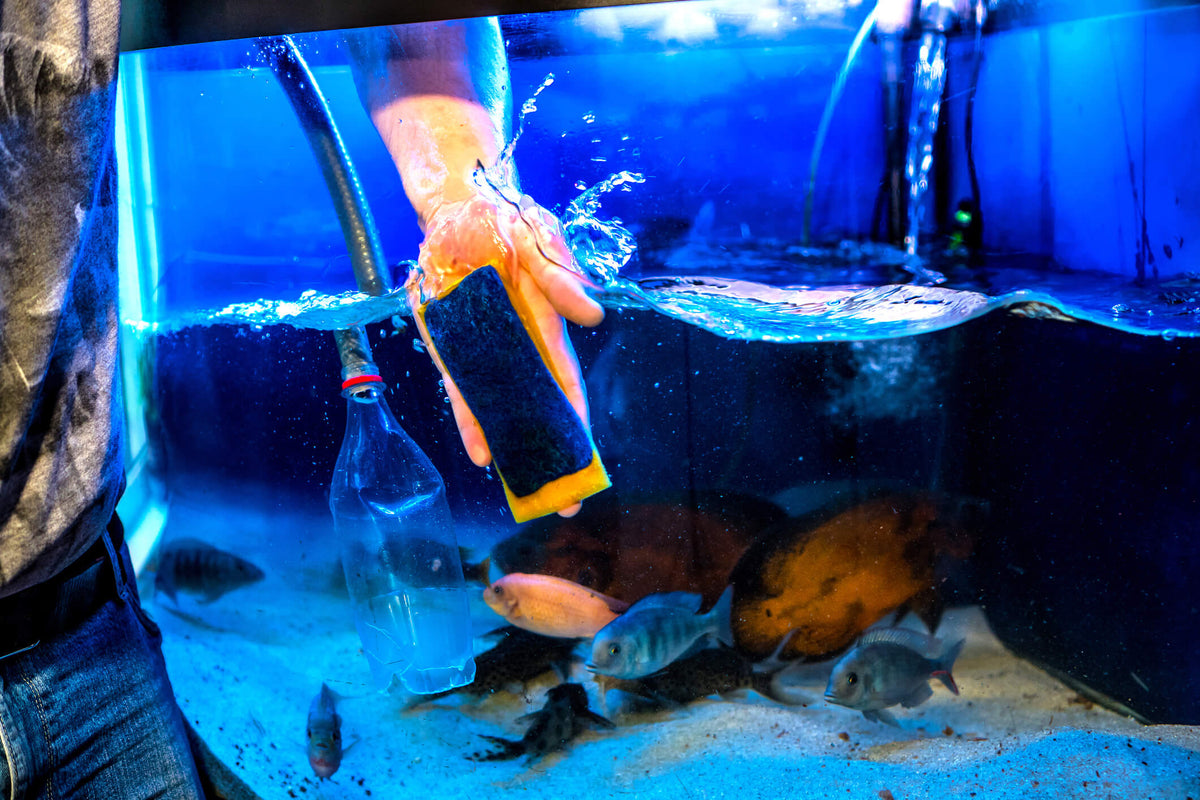 How to Maintain a Freshwater Aquarium
