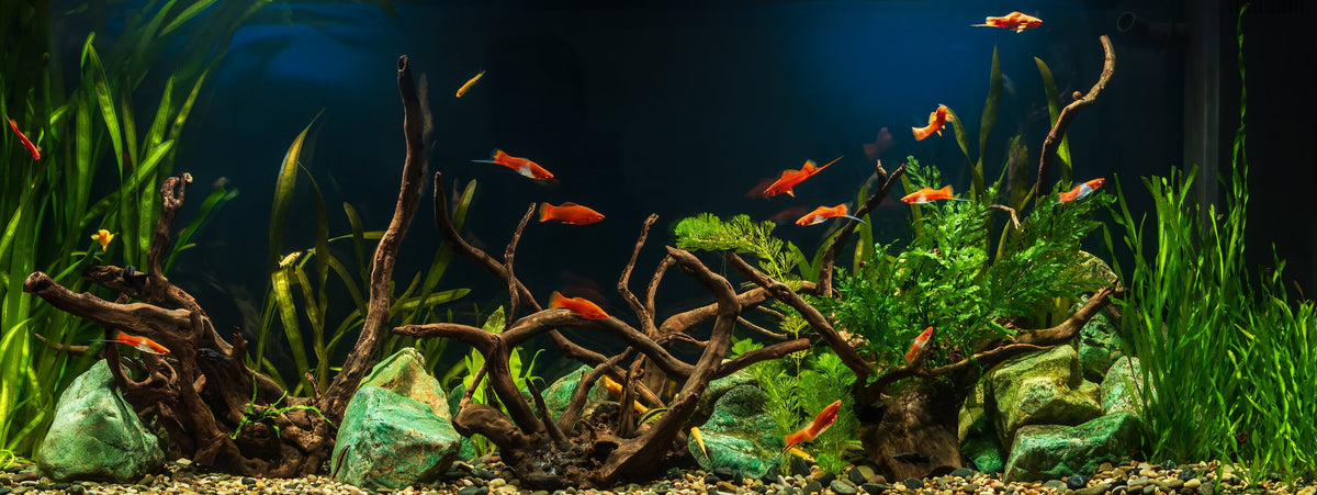 How to Cycle a Fish Tank