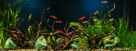 How to Cycle a Fish Tank